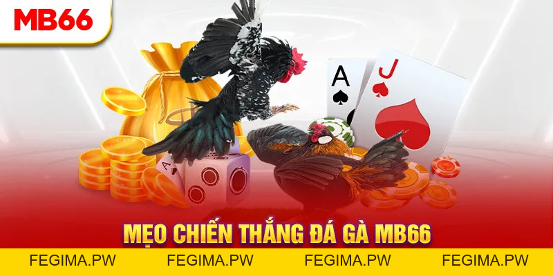 Đá Gà MB66 - Đấu Trường Đổ Máu Của Các Chiến Kê Hàng Đầu - Fegima