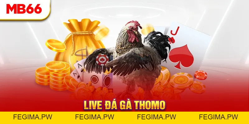 Đá Gà MB66 - Đấu Trường Đổ Máu Của Các Chiến Kê Hàng Đầu - Fegima