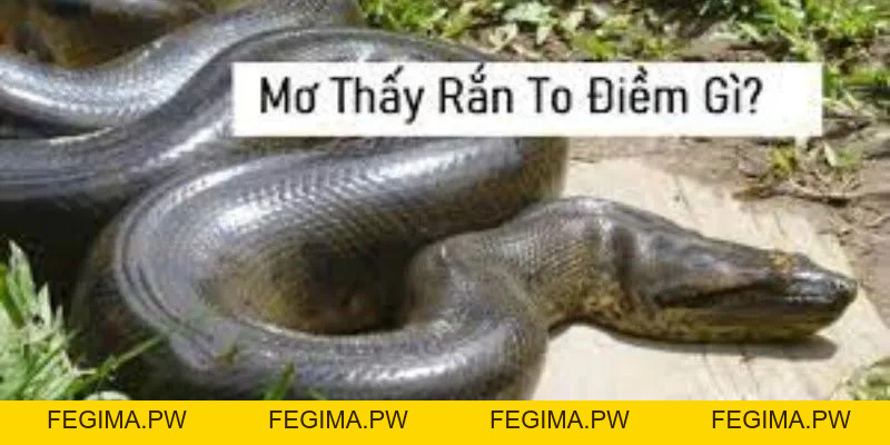 Giải Mã Giấc Mơ MB66: Nằm Mơ Thấy Rắn To Có Ý Nghĩa Gì? - Fegima