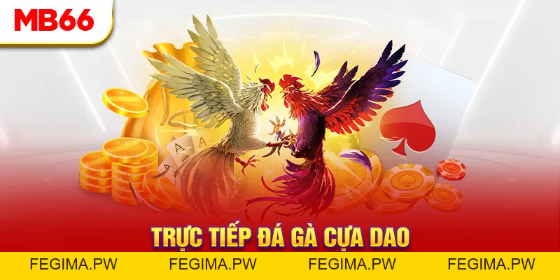 Đá Gà MB66 - Đấu Trường Đổ Máu Của Các Chiến Kê Hàng Đầu - Fegima
