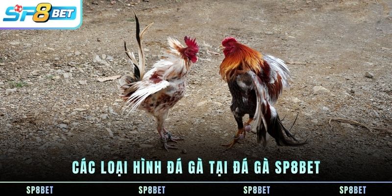 Đá Gà SP8BET - Đá Gà Online - Xem trực tuyến - Cược Trực Tiếp - Fegima