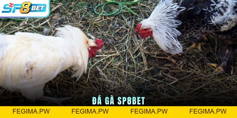 Đá Gà SP8BET - Đá Gà Online - Xem trực tuyến - Cược Trực Tiếp - Fegima