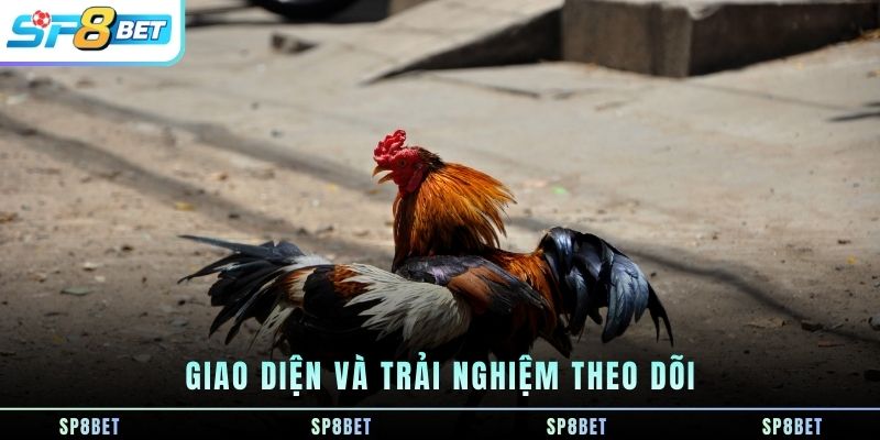 Đá Gà SP8BET - Đá Gà Online - Xem trực tuyến - Cược Trực Tiếp - Fegima