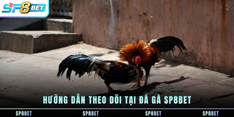 Đá Gà SP8BET - Đá Gà Online - Xem trực tuyến - Cược Trực Tiếp - Fegima