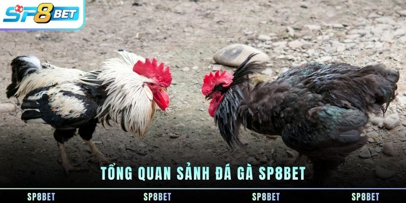 Đá Gà SP8BET - Đá Gà Online - Xem trực tuyến - Cược Trực Tiếp - Fegima