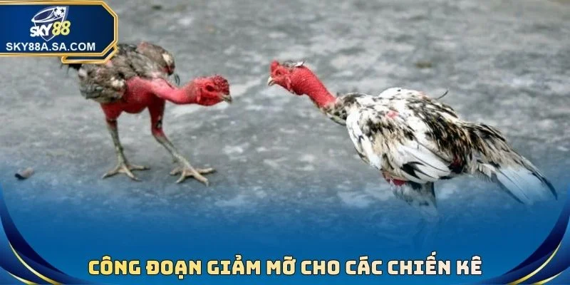 Thức Ăn Gà Đá - Chế Độ Giúp Chiến Kê Sung Mãn Tài Cựa - Fegima