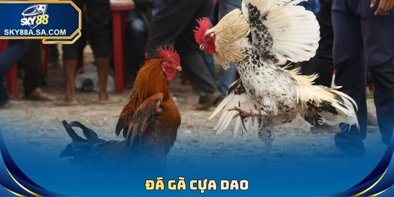 Đá Gà Sky88 - Phát Sóng Đấu Chọi Trực Tiếp Full HD - Fegima