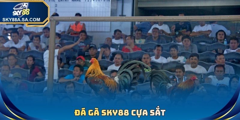 Đá Gà Sky88 - Phát Sóng Đấu Chọi Trực Tiếp Full HD - Fegima