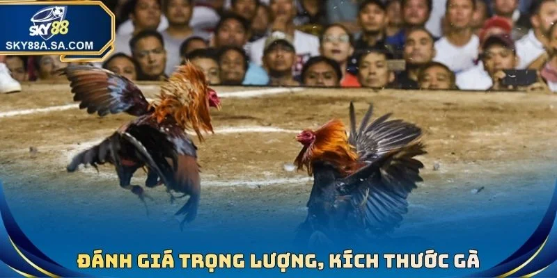 Xem Cựa Gà Đá Chuẩn Xác - Tuyệt Chiêu Hốt Bạc Nhà Cái - Fegima