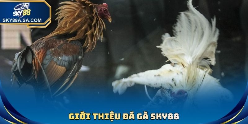 Đá Gà Sky88 - Phát Sóng Đấu Chọi Trực Tiếp Full HD - Fegima