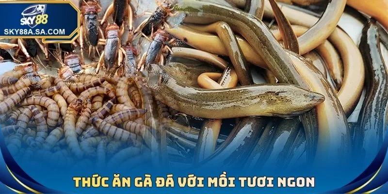 Thức Ăn Gà Đá - Chế Độ Giúp Chiến Kê Sung Mãn Tài Cựa - Fegima