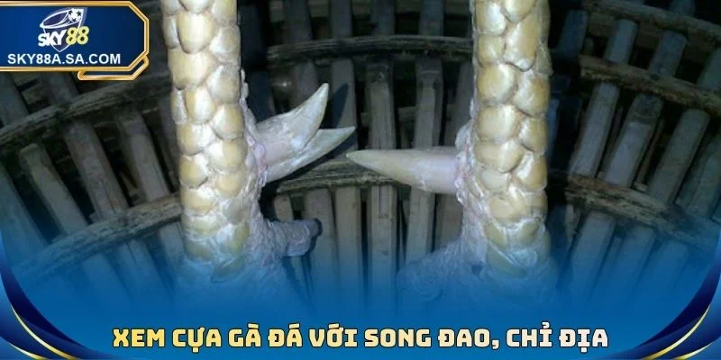 Xem Cựa Gà Đá Chuẩn Xác - Tuyệt Chiêu Hốt Bạc Nhà Cái - Fegima