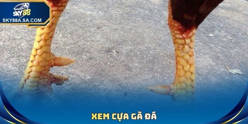 Đá Gà Sky88 - Phát Sóng Đấu Chọi Trực Tiếp Full HD - Fegima