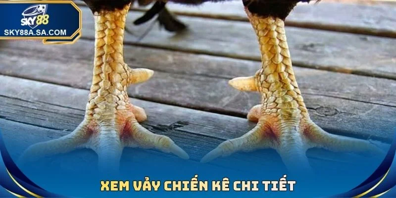 Xem Cựa Gà Đá Chuẩn Xác - Tuyệt Chiêu Hốt Bạc Nhà Cái - Fegima